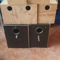 Pappagalli parrocchetti