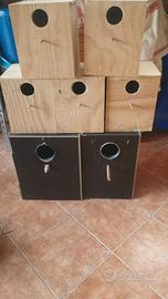 Pappagalli parrocchetti