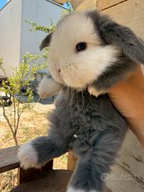 Cuccioli Minilop occhi blu