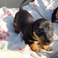 Cuccioli bassotto