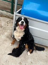 Cuccioli Bovaro Del Bernese