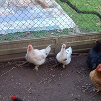 Galline giovane di 7,mesi