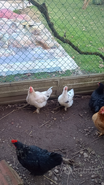 Galline giovane di 7,mesi