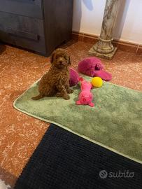 Cucciola Barboncino Toy