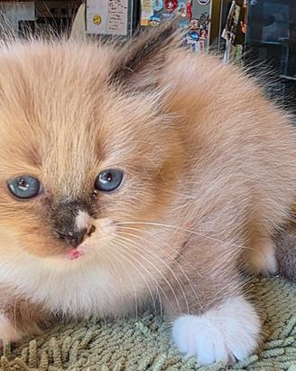 Splendidi Ragdoll Mink