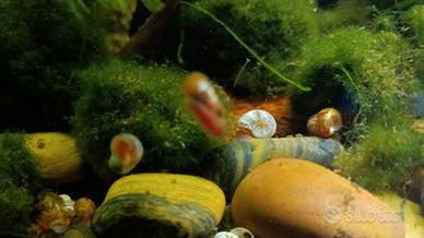 4 Lumache PLANORBARIUS (mangia alghe)
