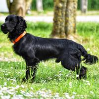 Working Cocker Spaniel