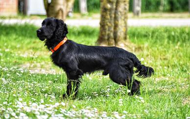 Working Cocker Spaniel