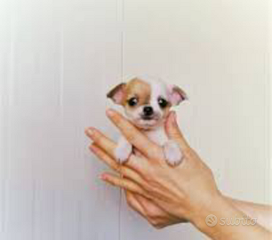 Cuccioli di chihuahua Toy