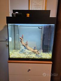 Acquario juwel 120l