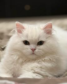Gatto persiano
