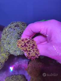 Coralli lps euphyllia