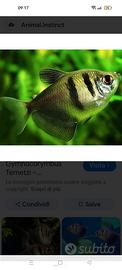Animali