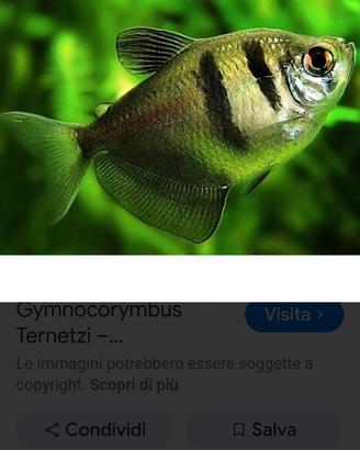 Animali