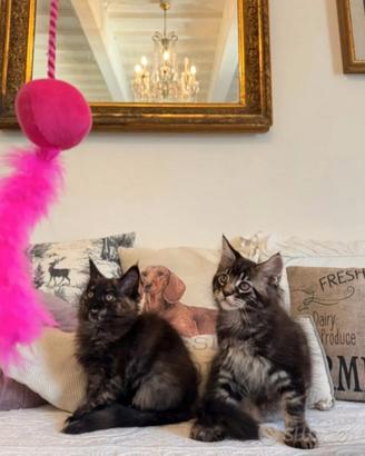 Maine coon cuccioli