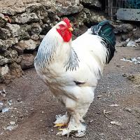 Gallo Brahma Bianco Columbia gigante