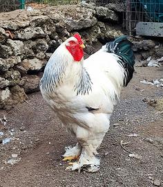 Gallo Brahma Bianco Columbia gigante