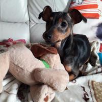 Pinscher nano tedesco per accoppiamento