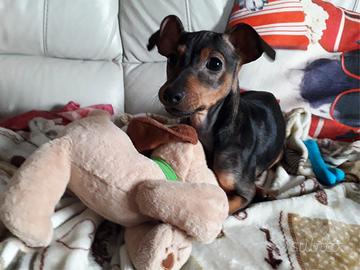 Pinscher nano tedesco per accoppiamento