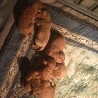 Barboncini Toy e Nani Red fulvo pedigree enci