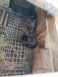 Coniglietti testa dì Leone