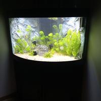 acquario juwel trigon 190 litri 