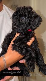 Barboncino nano nero