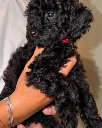Barboncino nano nero