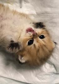 Scottish Fold con Pedigree ENFI