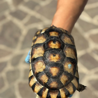 Marginata sub adulta