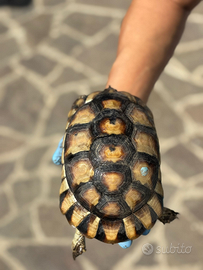 Marginata sub adulta