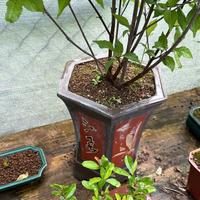 Callicarpa japonica spedizione gratuita