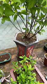 Callicarpa japonica spedizione gratuita