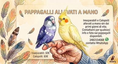 Inseparabile e Calopsite Allevati a mano