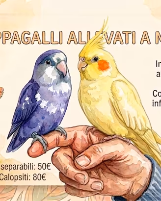 Inseparabile e Calopsite Allevati a mano