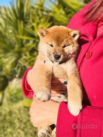 Straordinari cuccioli di Shiba