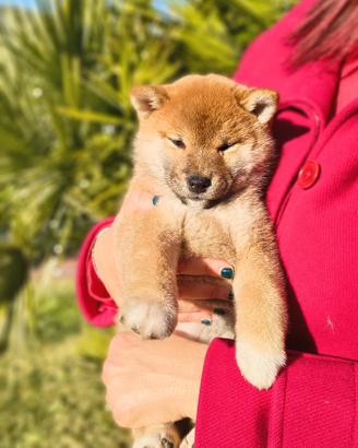 Straordinari cuccioli di Shiba