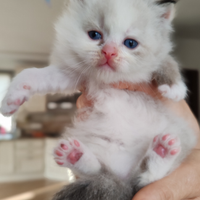 Cucciolo gatto siberiano