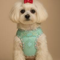 Pettorina cane geometrica