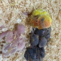 Pappagalli inseparabili ALLEVATI A MANO