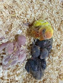 Pappagalli inseparabili ALLEVATI A MANO