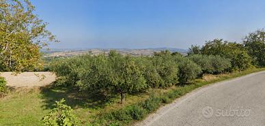 Terreno agricolo 1.300 m² con 39 ulivi produttivi