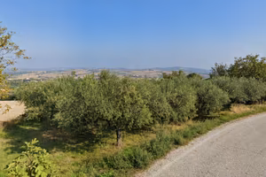 Terreno agricolo 1.300 m² con 39 ulivi produttivi