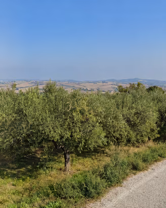 Terreno agricolo 1.300 m² con 39 ulivi produttivi