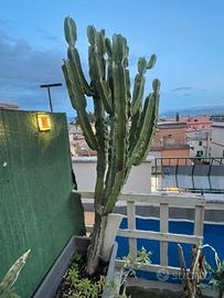 Euphorbia/ cactus candelabro