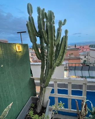 Euphorbia/ cactus candelabro