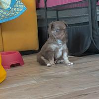 Cucciolo chihuahua pelo lungo