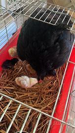 Gallina