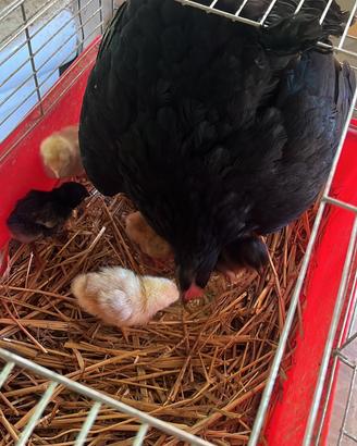 Gallina