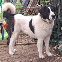 Disponibile per monta ch italiano